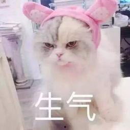 娱乐吃瓜君猫生气歌